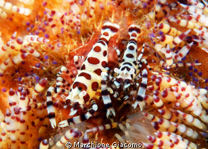 Coleman shrimp family
Nikon D200 , 60 micro, twin strobo... by Marchione Giacomo 